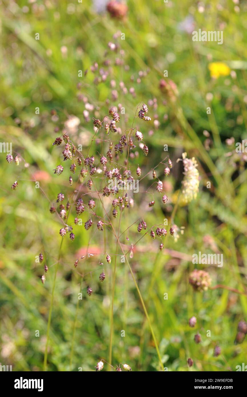 L'herbe de Quaking (Briza media) est une herbe vivace originaire d'Europe. Cette photo a été prise dans Valle de Aran, province de Lleida, Catalogne, Espagne. Banque D'Images