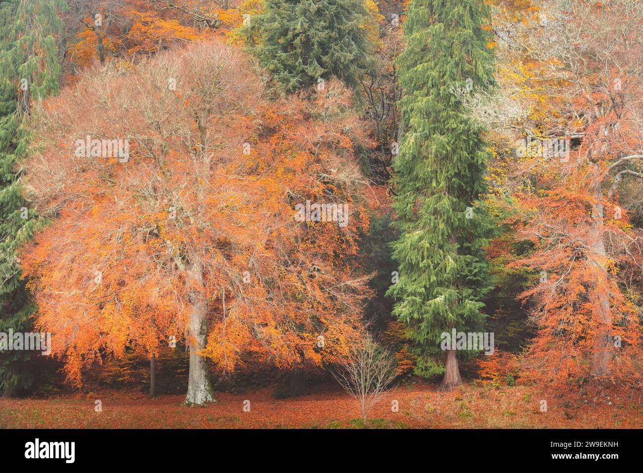 Couleurs vives et vibrantes de l'automne dans une forêt boisée près de Dunkeld, Perthshire, Écosse, Royaume-Uni. Banque D'Images