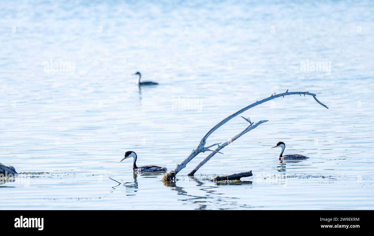 La faune de canard flottent sur un étang Banque D'Images