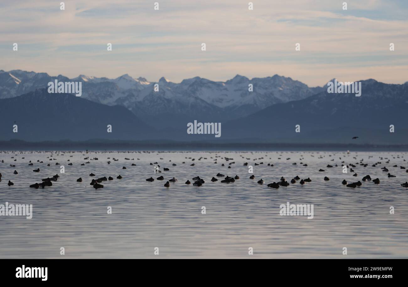 Feldafing, Bayern, Deutschland 27. Dezember2023 : Ein Wintertag BEI Feldafing Landkreis Starnberg. Hier der Blick auf den Starnberger See in der Nähe der Roseninsel, hier ruhende Wasservögel, Winterquatier, schwimmen, ruhe, rasten, versammeln, Rudel, Vogelplatz, Ente, Blesshuhn im hintergrund thront das verschneite Karwendel Gebirge *** Feldafing, Bavière, Allemagne 27 December2023 Une journée d'hiver près du district de Feldafing Starnberg ici la vue sur le lac Starnberg près du Roseninsel, ici repos sauvagine, quatern d'hiver, baignade, repos, repos, rassemblement, troupeau, lieu d'oiseau, canard, coot en arrière-plan le Banque D'Images