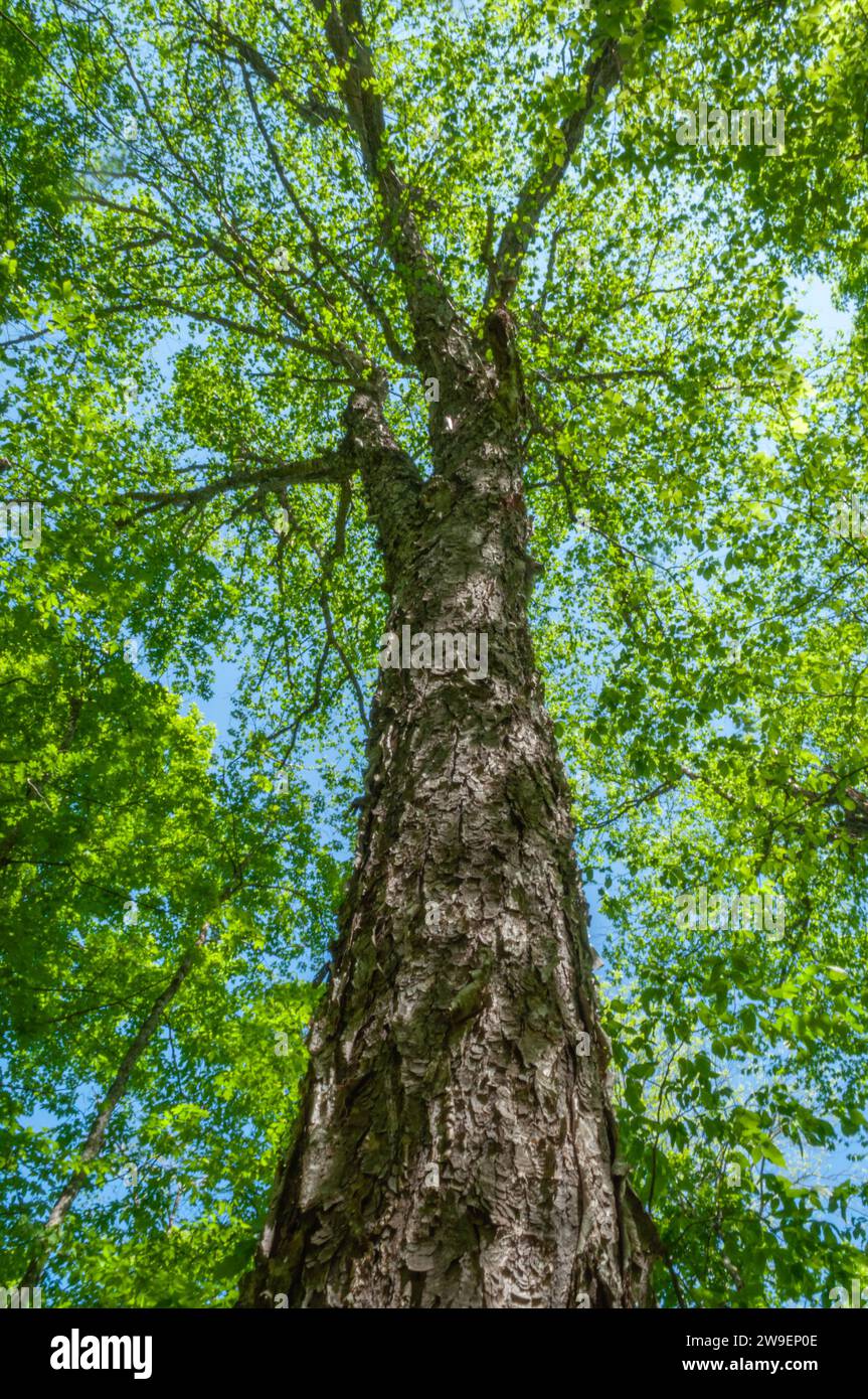 Bouleau jaune, Betula alleghaniensis, à la fin du printemps, pousse dans la région sauvage de Silver Lake dans les montagnes Adirondack de l'État de New York Banque D'Images