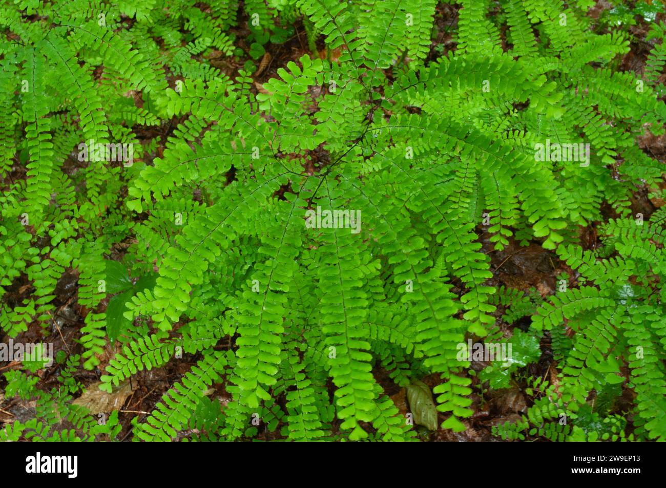 Fougère Maidenhair (Adiantum pedatum) poussant dans une forêt de feuillus en été dans les montagnes Adirondack de l'État de New York Banque D'Images