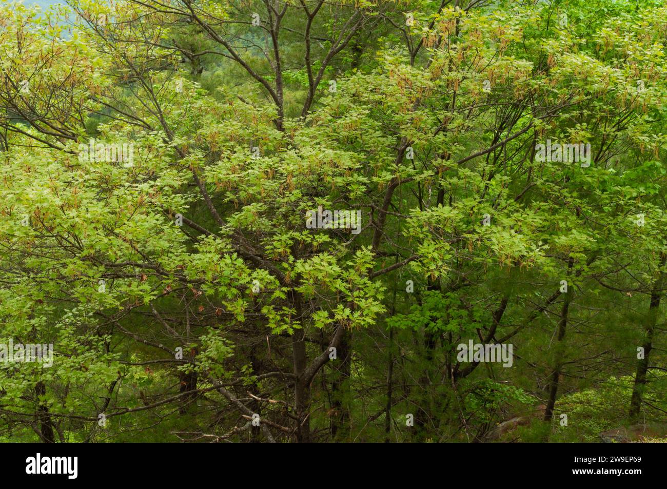 Chêne rouge du Nord, Quercus rubra, pousse au printemps dans la région de la forêt sauvage de Lake George dans les montagnes Adirondack de l'État de New York Banque D'Images