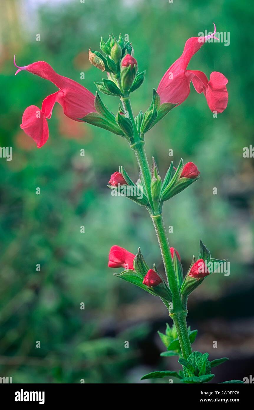 Bébé sauge (Salvia microphylla cv. Cerro Potosi).Lamiaceae. Plante herbacée vivace, hybride ornemental, fleur rouge. Banque D'Images