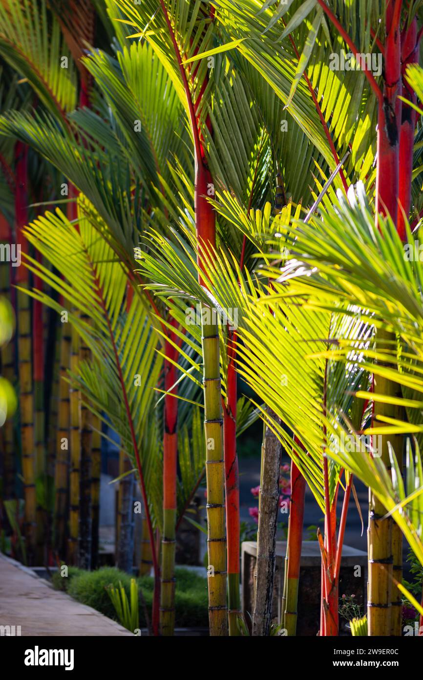 Le bambou rouge au Sri lanka utilisait une sorte de clôture entre une piscine et un chemin de conduite. Banque D'Images