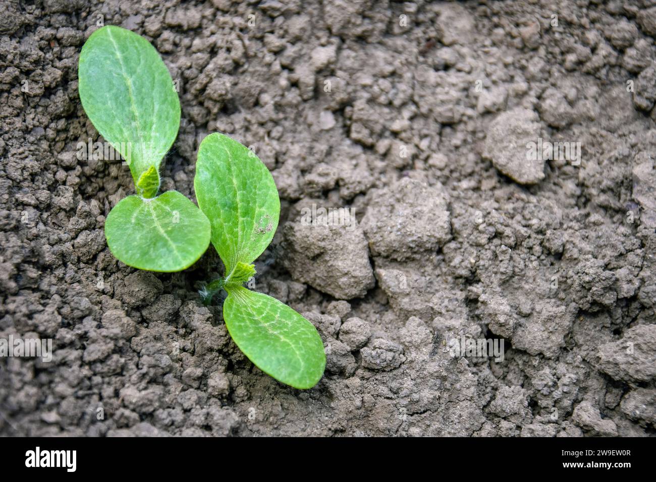 Pousses de courgettes. Jeunes pousses avec des feuilles tendres vertes sur le fond du sol. Début du printemps. Agriculture, agriculture. Gros plan. Mise au point sélective Banque D'Images