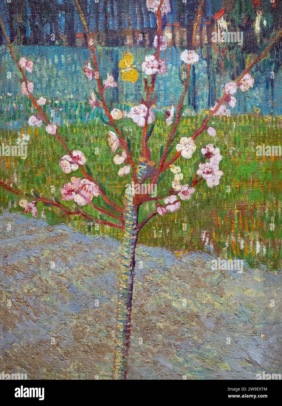 Peach Tree in Blossom, Alammond Tree in Blossom, Vincent van Gogh, 1888, Banque D'Images