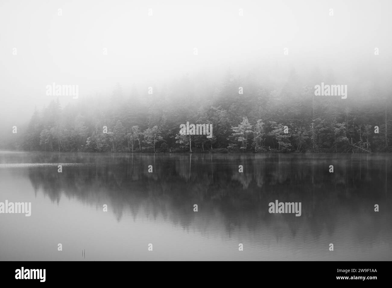 Image en noir et blanc d'un lac calme et brumeux où la limite des arbres se reflète à la surface de l'eau. Banque D'Images