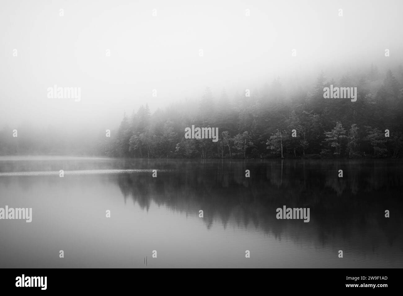 Image en noir et blanc d'un lac calme et brumeux où la limite des arbres se reflète à la surface de l'eau. Banque D'Images