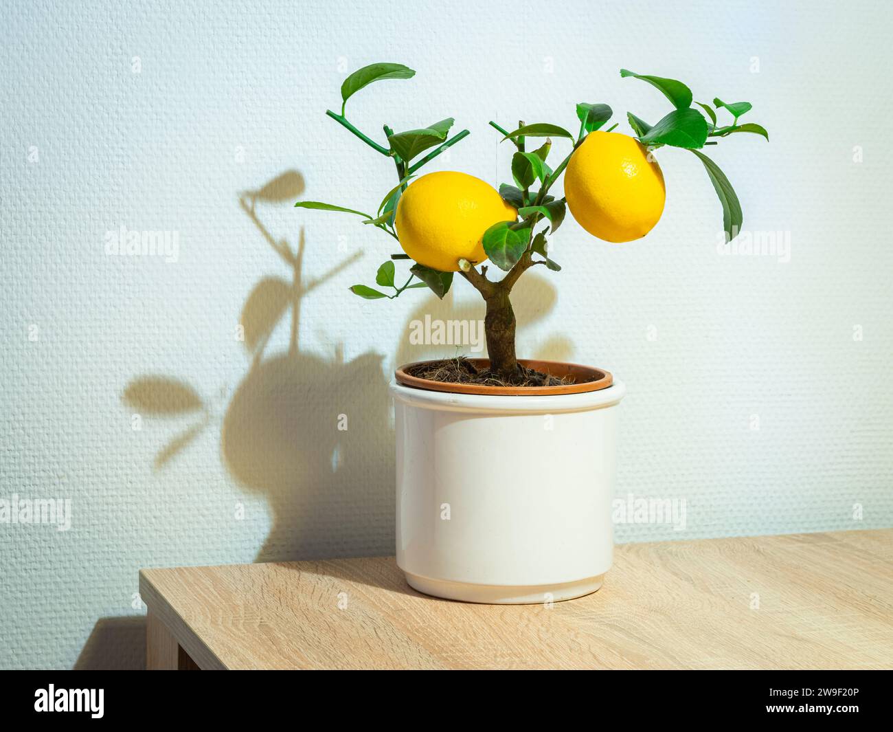 Petit citronnier avec deux citrons dans un pot, pour la décoration à la maison. Banque D'Images