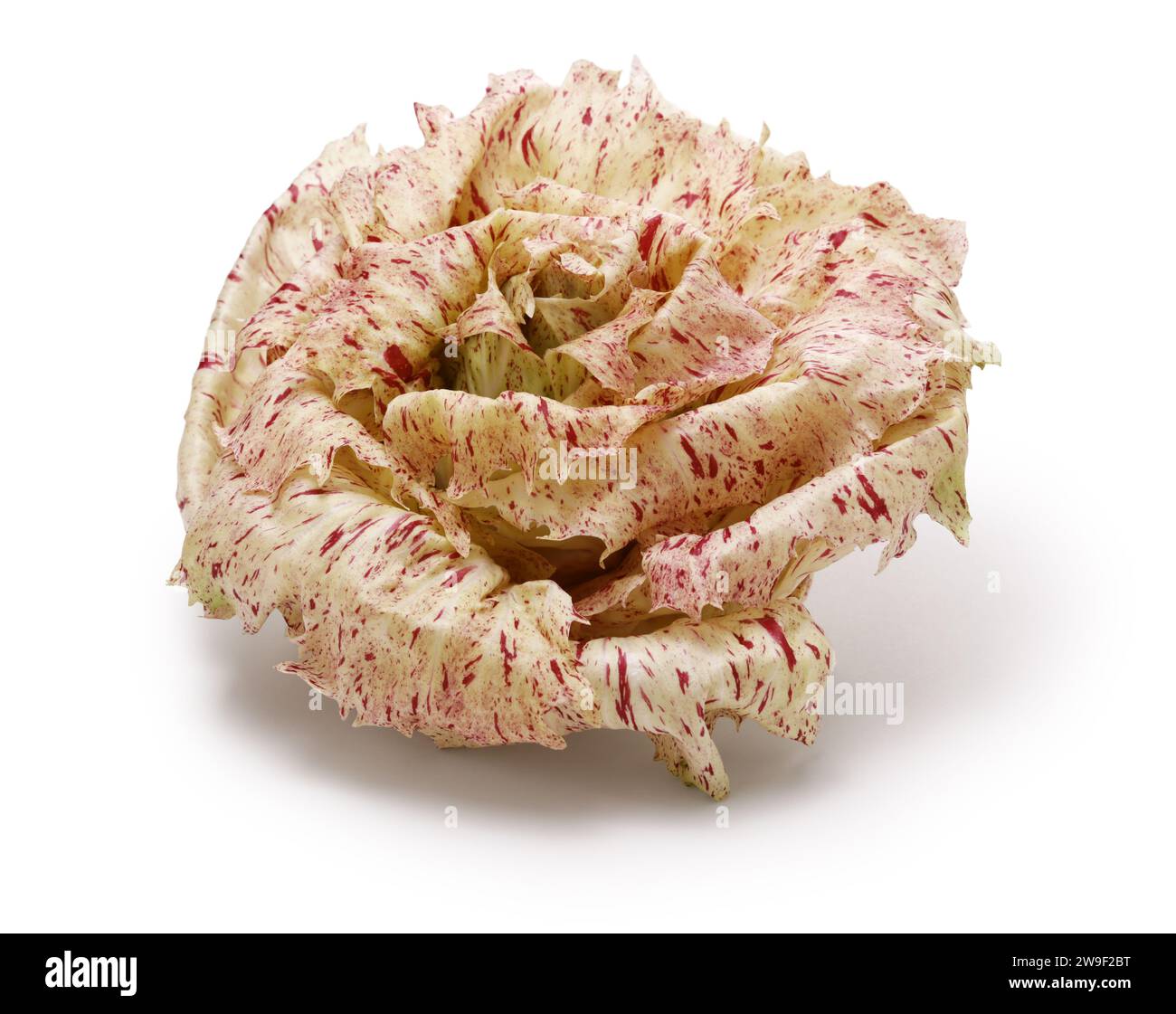 Castelfranco (légume italien qui ressemble à une fleur de rose) Banque D'Images