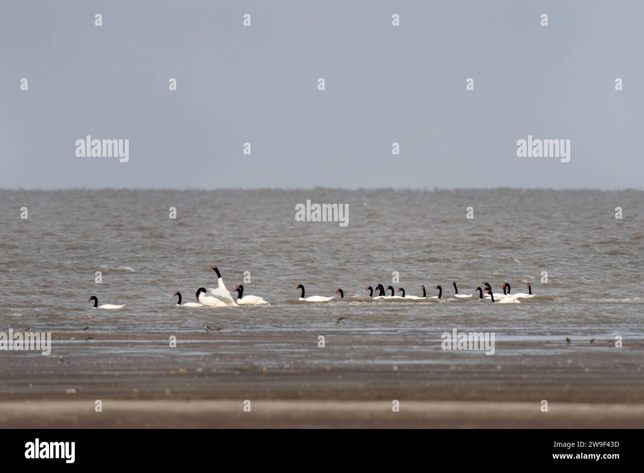 Troupeau de cygne à cou noir sur la côte Argentine. Les cygnes restent près de l'océan Atlantique. Grand oiseau blanc avec cou noir et tête rouge. Banque D'Images Troupeau de cygne à cou noir sur la côte Argentine. Les cygnes restent près de l'océan Atlantique. Grand oiseau blanc avec cou noir et tête rouge. Banque D'Images