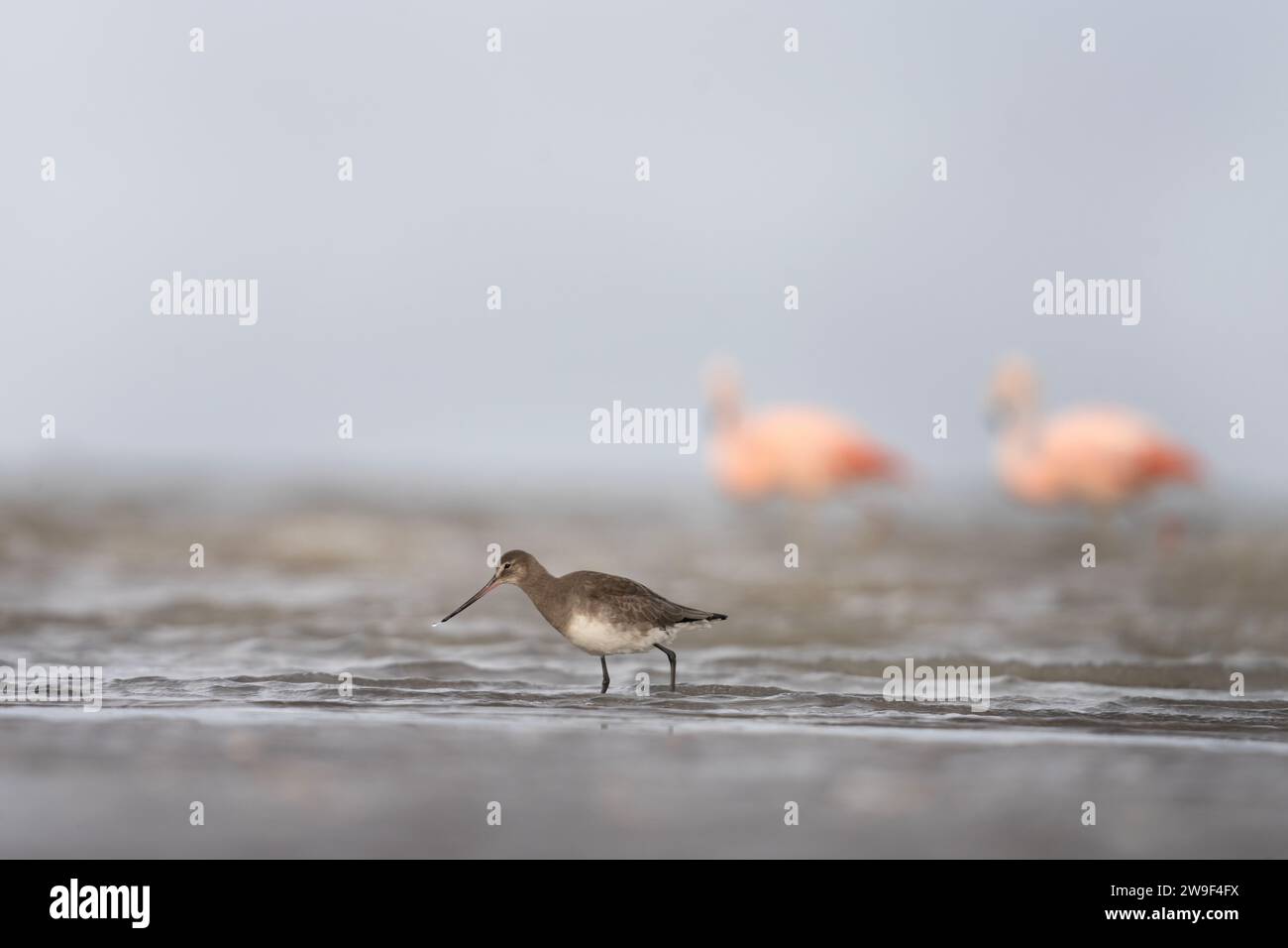 Gowwit à queue noire sur la côte Argentine. Limosa limosa cherche de la nourriture sur la plage. Oiseau brun avec ventre blanc et long bec. Banque D'Images Gowwit à queue noire sur la côte Argentine. Limosa limosa cherche de la nourriture sur la plage. Oiseau brun avec ventre blanc et long bec. Banque D'Images