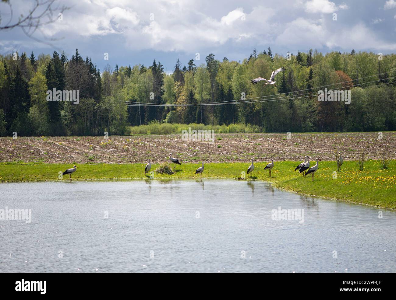 Un troupeau d'oiseaux perché sur l'herbe luxuriante à côté d'un plan d'eau tranquille Banque D'Images