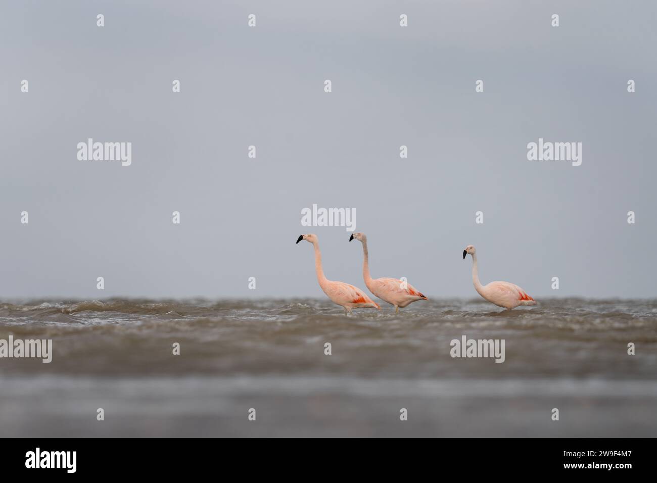 Les flamants roses chiliens sont à la recherche de nourriture sur la côte Argentine. Troupeau de flamants roses dans l'océan. Oiseau rose avec long cou. Banque D'Images Les flamants roses chiliens sont à la recherche de nourriture sur la côte Argentine. Troupeau de flamants roses dans l'océan. Oiseau rose avec long cou. Banque D'Images