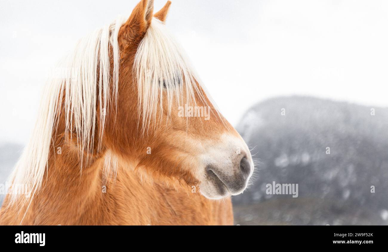 Un cheval blanc majestueux avec une crinière longue et fluide se dresse fièrement de profil, regardant devant avec une expression noble Banque D'Images