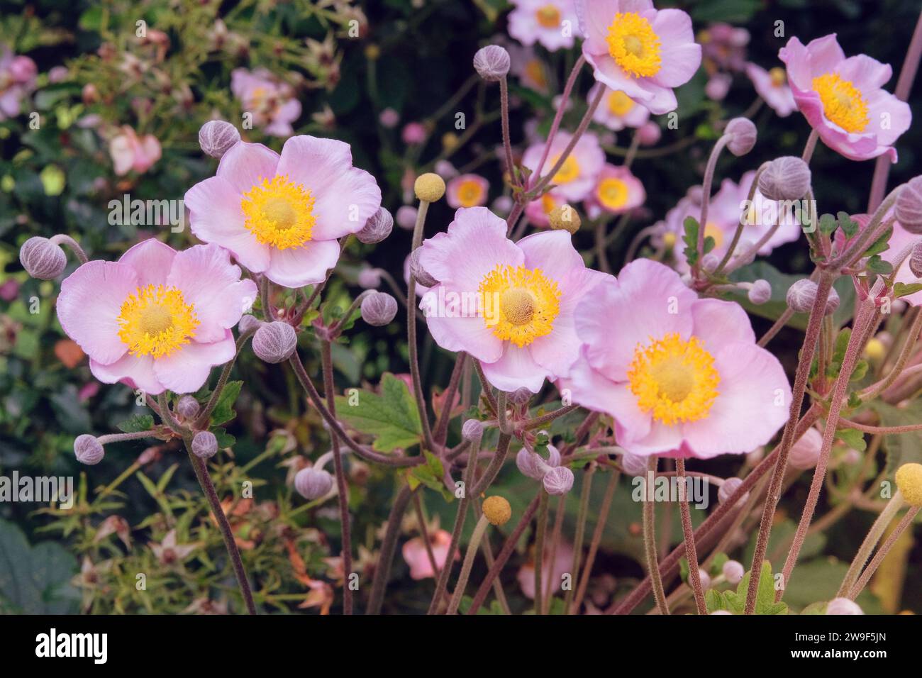 Violet Anemone Loreley cultivé dans un jardin de fleurs. Fleurs violettes décoratives dans la nature. Fleurs romantiques. Fleurs aromatiques dans le jardin. Banque D'Images