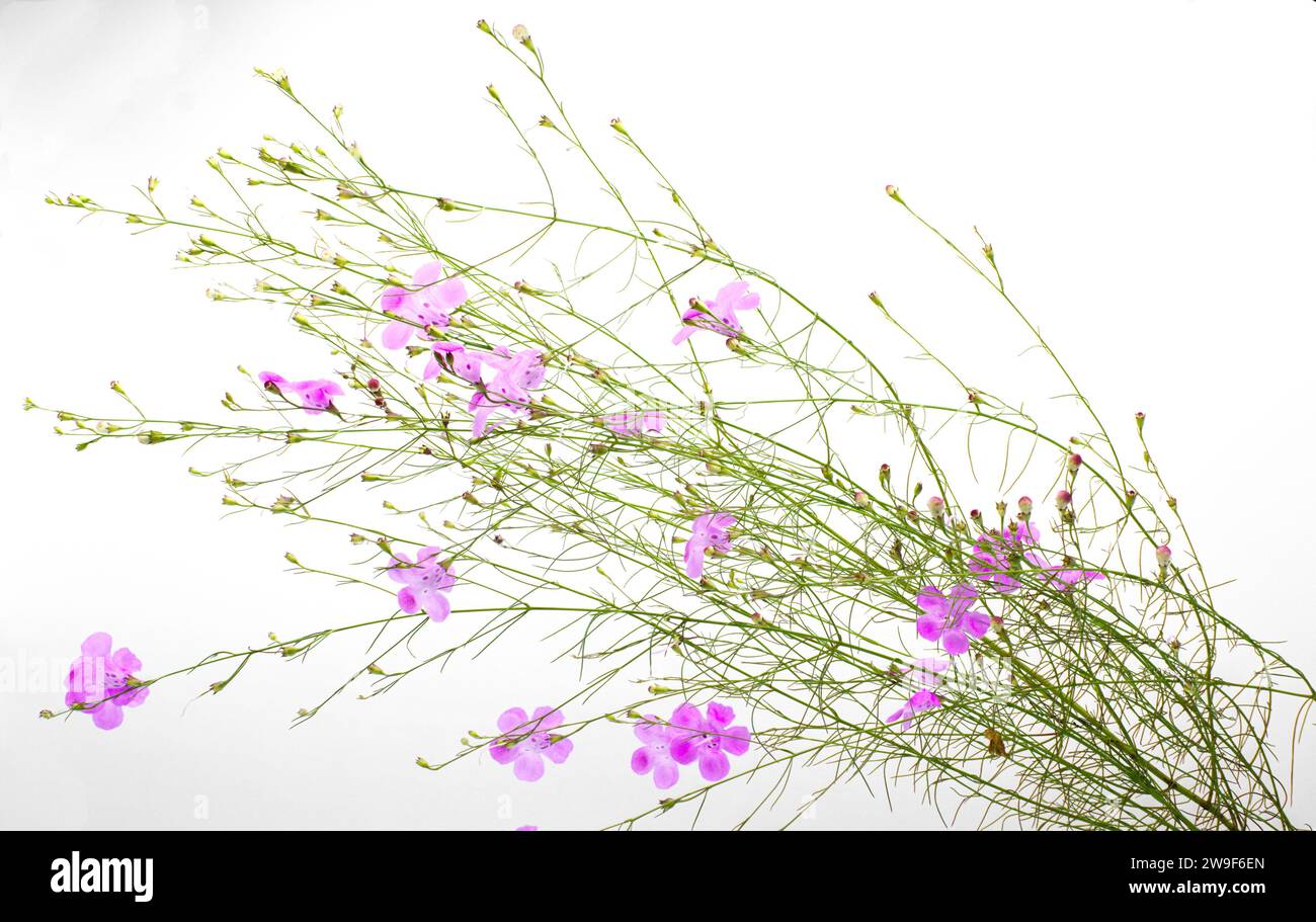 Seminole false Foxglove - Agalinis filifolia - une fleur sauvage herbacée annuelle avec des fleurs roses en forme de cloche voyantes isolées sur fond blanc hôte pl Banque D'Images