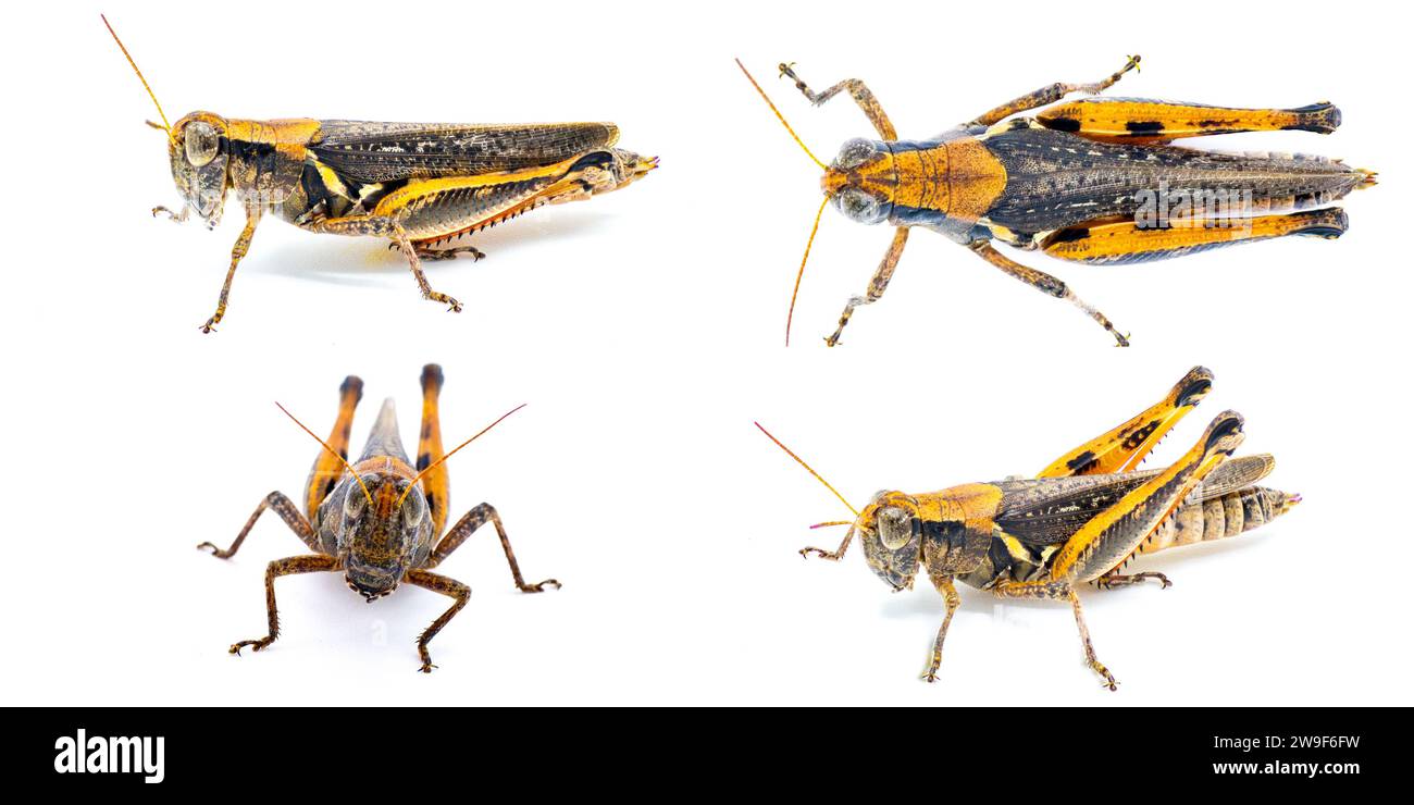 Keelers Spur Throat Grasshopper - Melanoplus keeleri - une sauterelle répandue trouvée dans une grande partie des États-Unis. Morph foncé avec colorin orange Banque D'Images