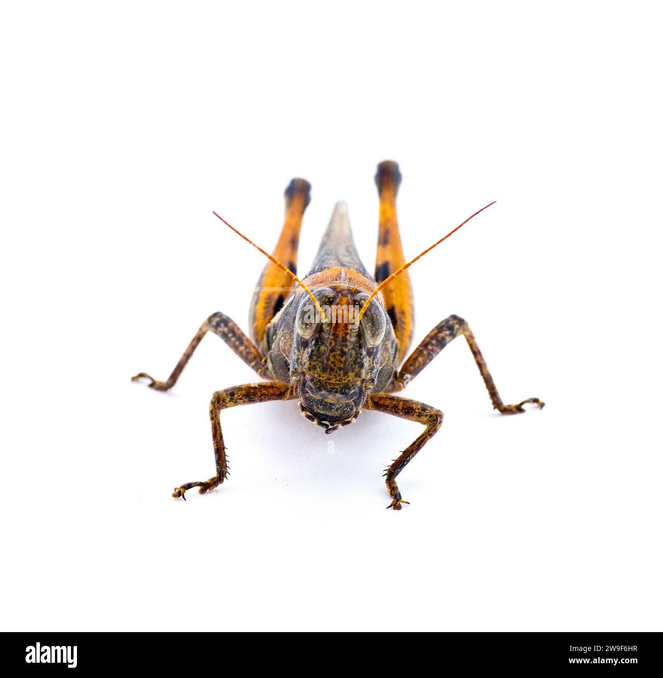 Keelers Spur Throat Grasshopper - Melanoplus keeleri - une sauterelle répandue trouvée dans une grande partie des États-Unis. Morph foncé avec colorin orange Banque D'Images