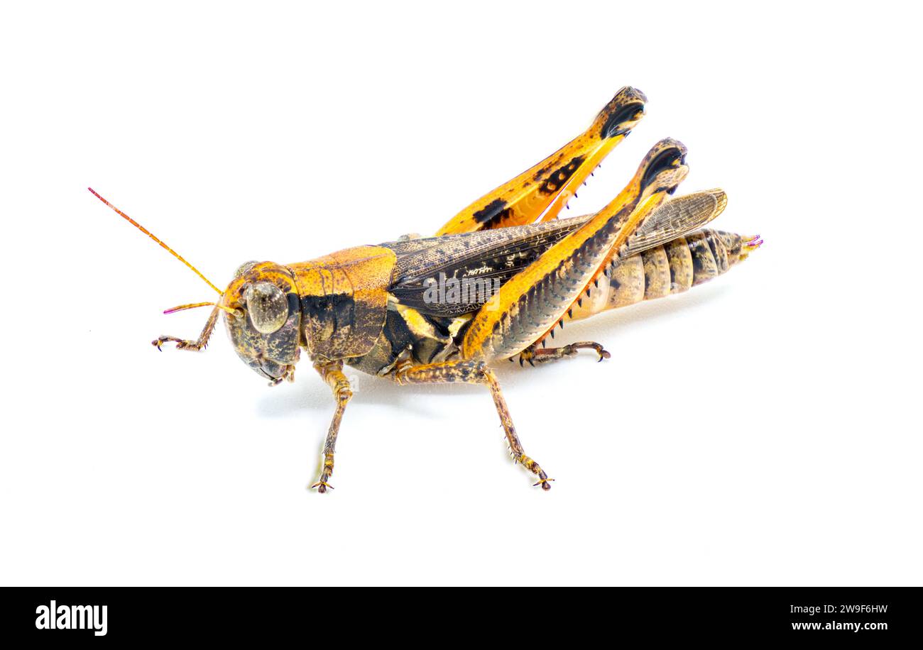 Keelers Spur Throat Grasshopper - Melanoplus keeleri - une sauterelle répandue trouvée dans une grande partie des États-Unis. Morph foncé avec colorin orange Banque D'Images