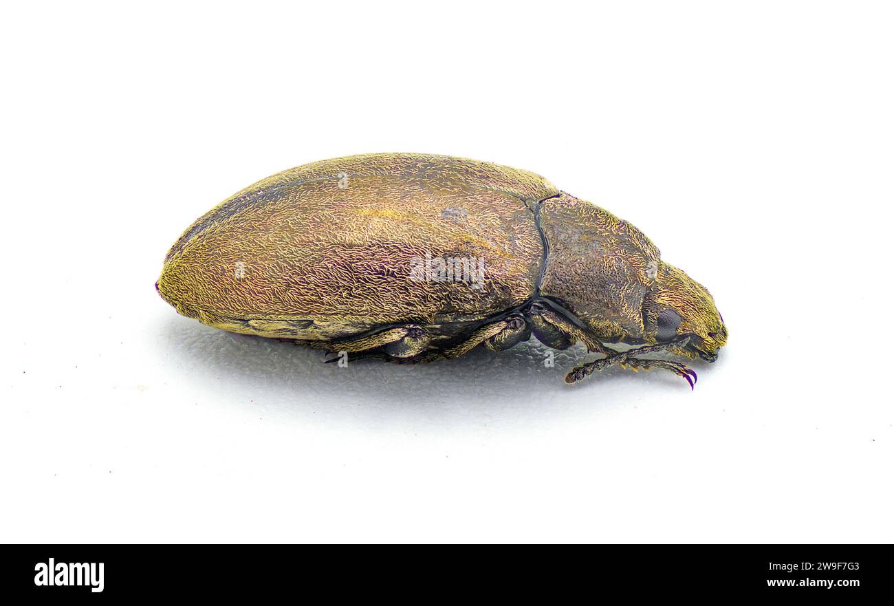 Adult Darkling Beetle - Bothrotes canaliculatus acutus - doré ou brun doré jaune lustre métallique couleur irisée brillante, isolé sur fond blanc Banque D'Images