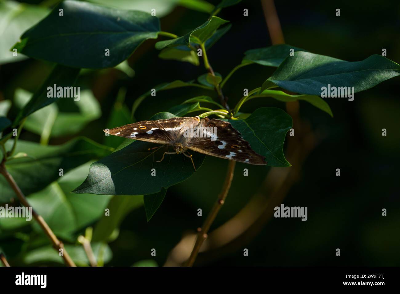 Apatura ilia famille Nymphalidae genre Apatura petit violet empereur papillon nature sauvage insecte papier peint, image, photographie Banque D'Images