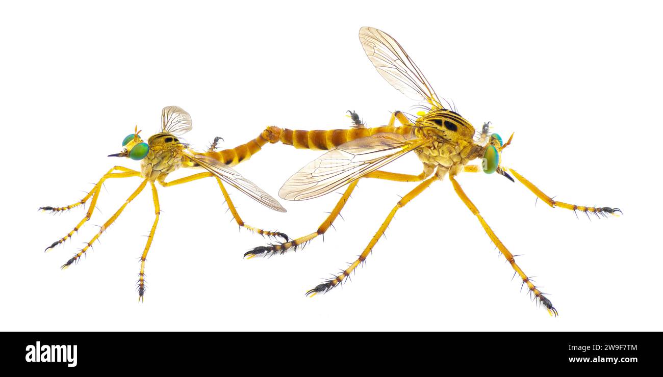 Paire d'accouplement mâle et femelle voleur voleurs voleurs voleurs ou voleurs mouches - Diogmites esuriens - dans la famille Asilidae isolé sur fond blanc côté pro Banque D'Images
