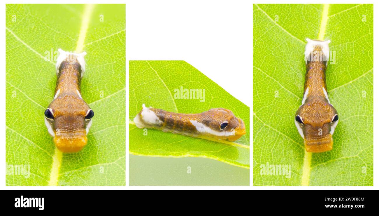 Palamedes papillon à queue d'aronde - Papilio palamedes - 2e ou 3e stade sur la feuille de la plante hôte de Franklinia Gordonia lasianthus - arbre de la baie de Loblolly. ISO Banque D'Images