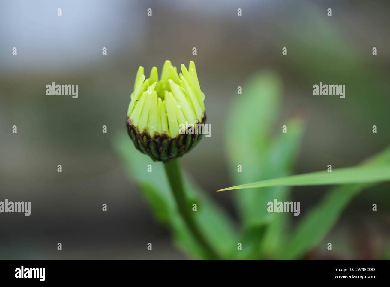 Couverture de jardinage - Macro gros plan d'une plante à fleurs en croissance / Shasta Daisy - Leucanthemum × superbum 'T.E. Killin' avec Copyspace. Banque D'Images