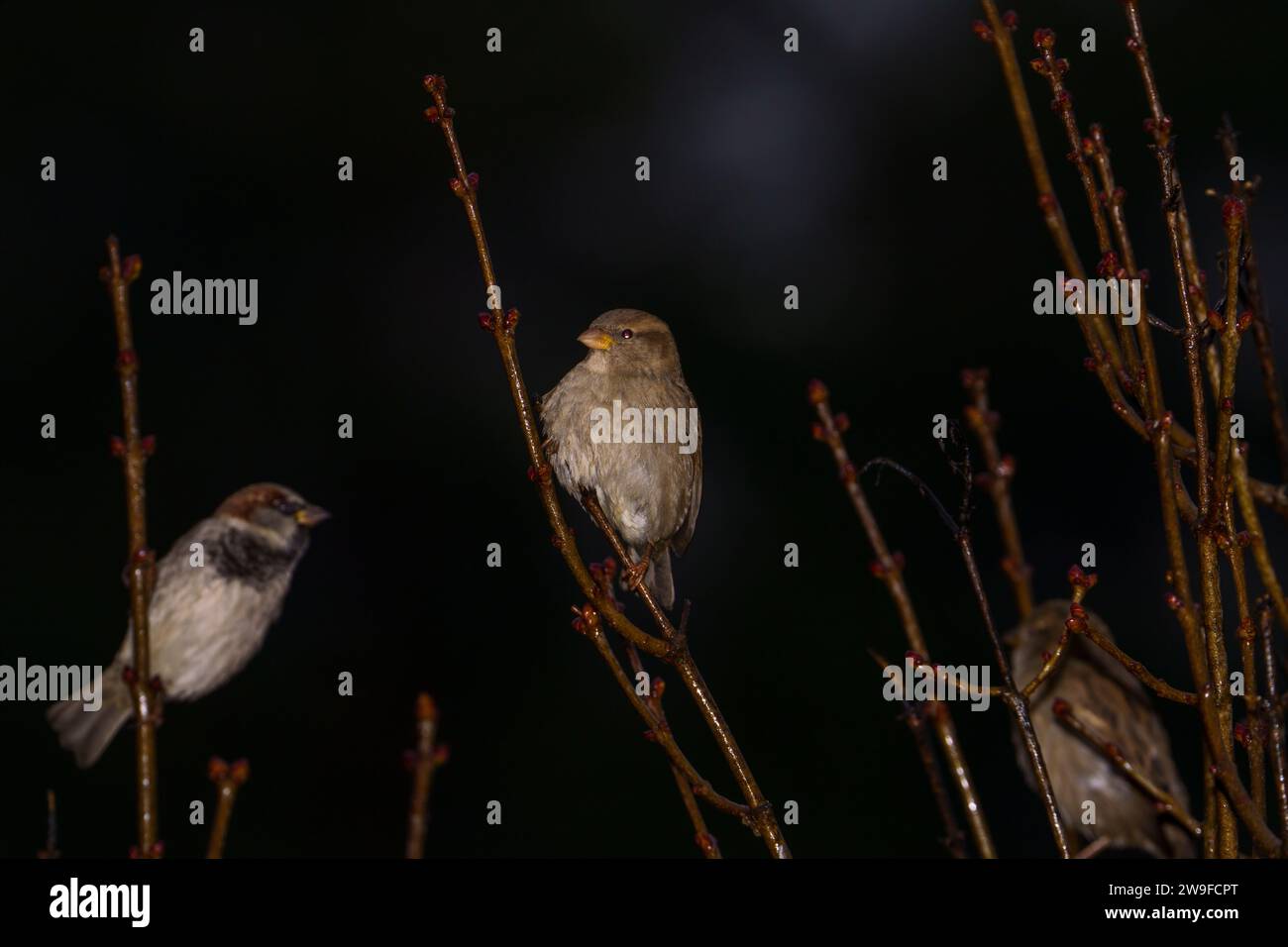 Passer domesticus famille Passeridae Genus passer House moineau nature sauvage photographie d'oiseaux, image, papier peint Banque D'Images