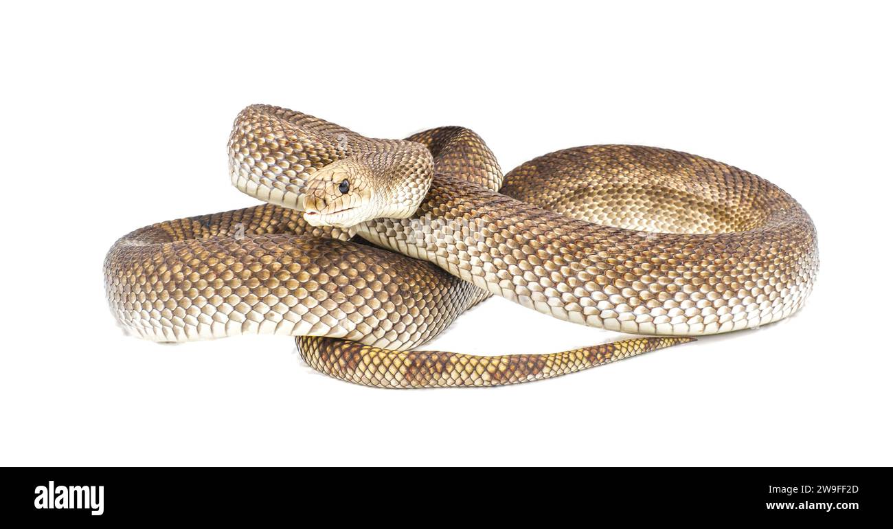 Wild Florida Pine Snake - Pituophis melanoleucus mugitus - posture défensive tête haute tout en sifflant avec la bouche ouverte isolé sur fond blanc côté f Banque D'Images