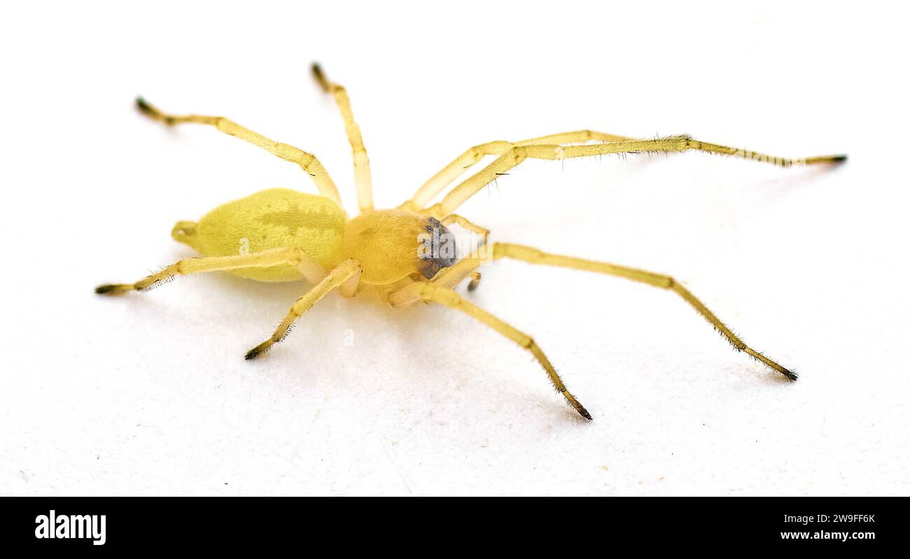 Petite araignée blanche et noire Banque d'images détourées Alamy — free download