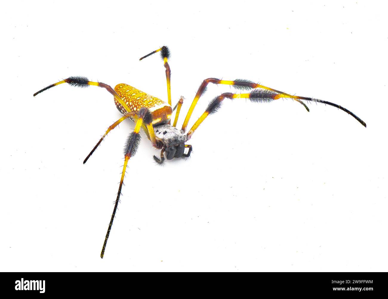 Tisserand d'orbe de soie or araignée de banane - Trichonephila clavipes - grande femelle adulte isolé sur fond blanc vue de face de dessus Banque D'Images