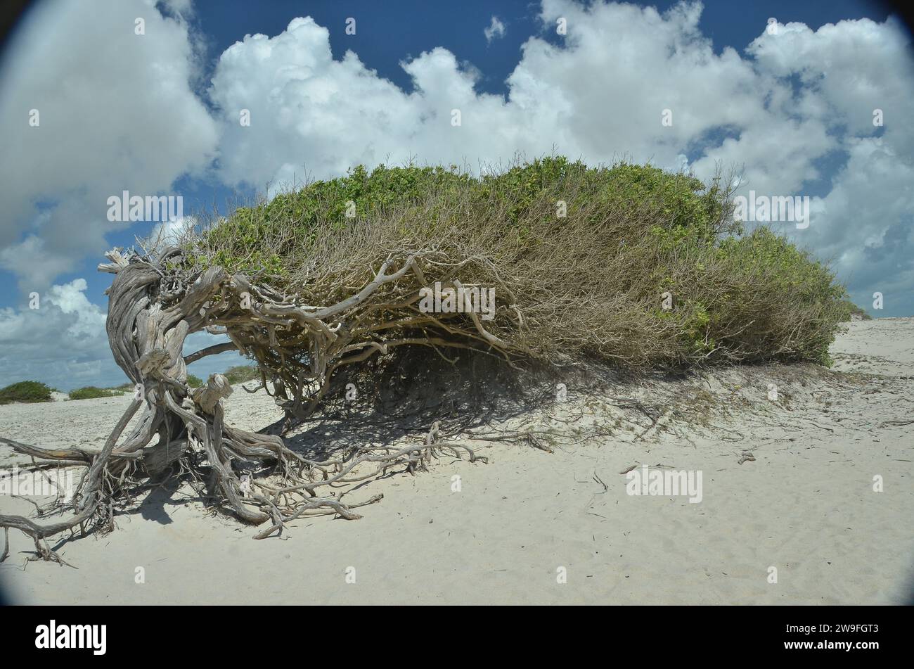 Conocarpus erectus, communément appelé buttonwood ou mangrove bouton, une espèce d'arbuste de mangrove de la famille des Combretaceae qui pousse sur les rivages dans les régions tropicales et subtropicales du monde entier - celui-ci, situé dans la municipalité de Cruz, à Praia do Preá (plage PREA), à environ 12 km de Jericoacoara célèbre, est connu sous le nom de "Árvore da PreguiÇa" ( arbre de paresse ou arbre de salon ), parce que ses racines ont été façonnées par les vents forts de la région, il donne l'impression de se prélasser d'un côté. Etat du Ceara, Brésil. Banque D'Images