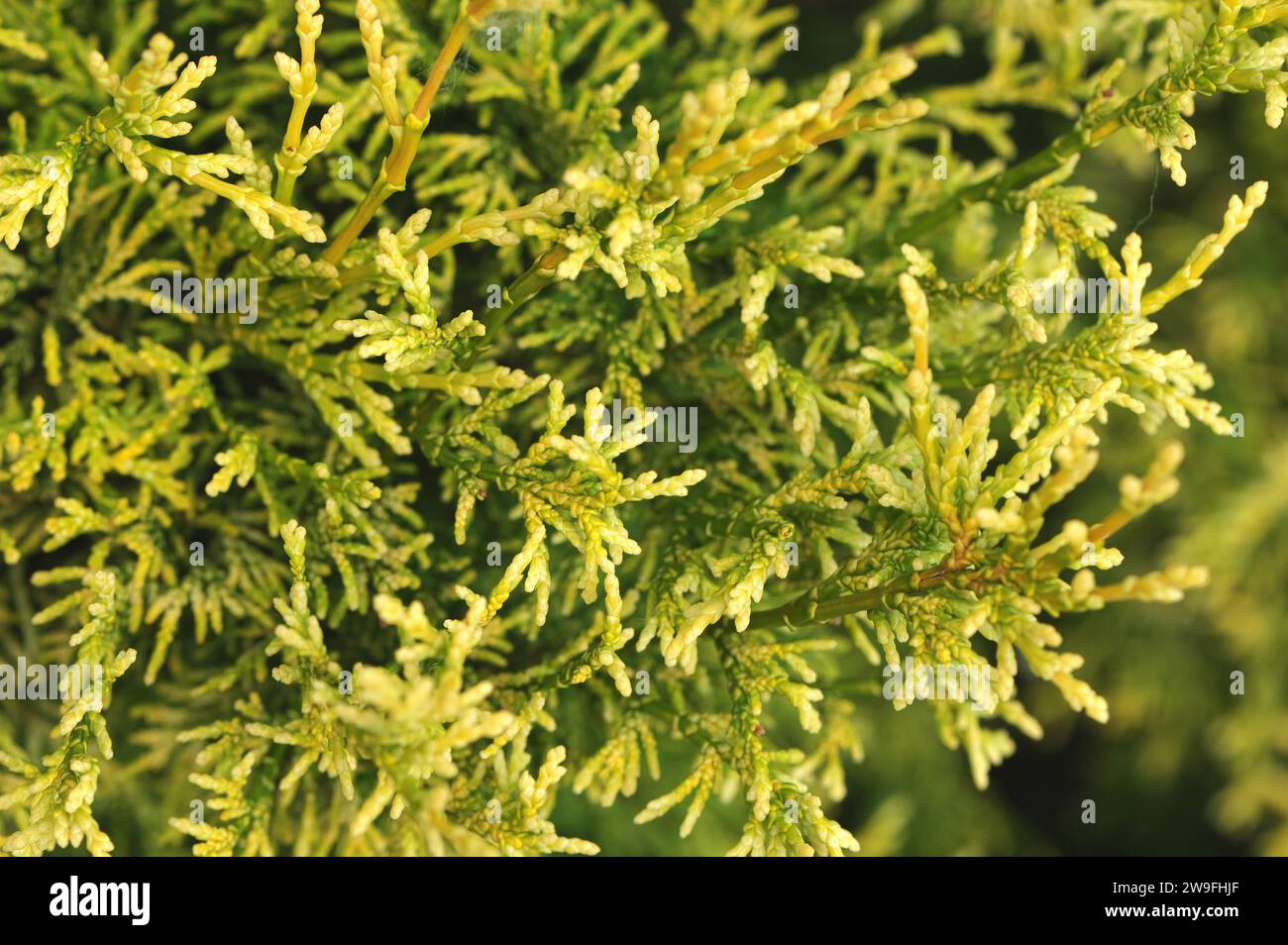 Un arbuste nain doré Hinoki Cyprès (Chamaecyparis obtusa 'Nana Lutea') - gros plan d'aiguilles. Colombie-Britannique, Canada. Banque D'Images