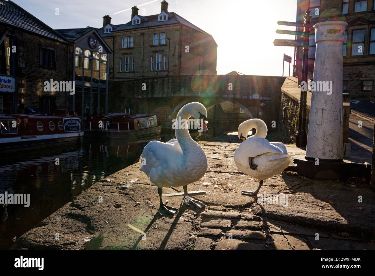 Deux cygnes muets se préparent sur le chemin dans le Soleil à côté d'un canal à Skipton canal Basin, Skipton, North Yorkshire. Banque D'Images
