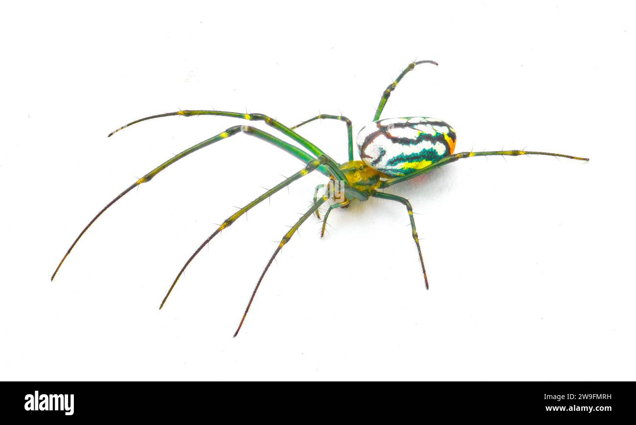 Leucauge argyrobapta ou Leucauge mabela - tisserand orbe de verger de Mabel - est une espèce de tisserand orbe à mâchoires longues de la famille des araignées Tetragnathidae isolées Banque D'Images