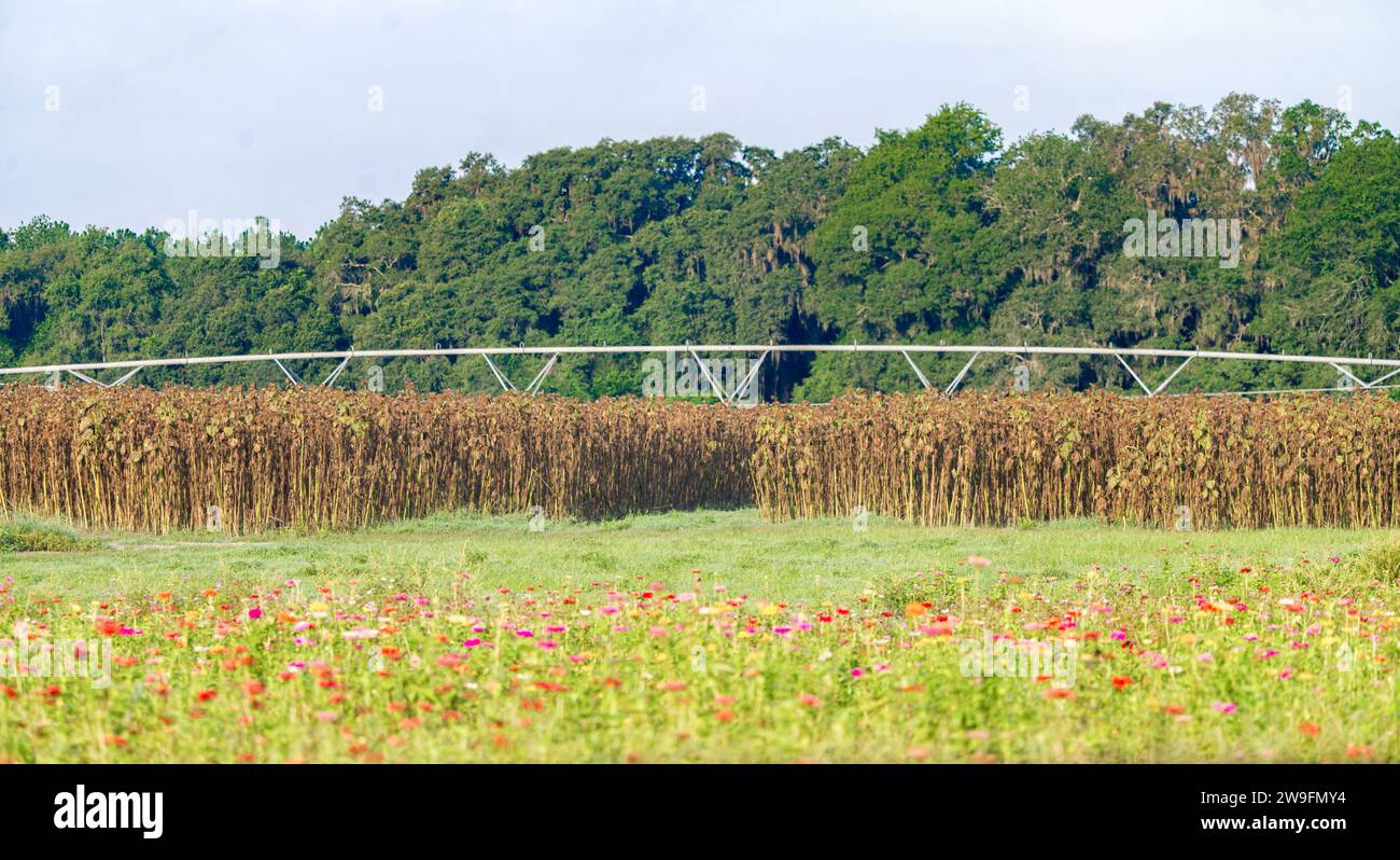 Entrée dans un labyrinthe de tournesol après la saison est terminée et les plantes sont mortes ou mourantes. Fleurs sauvages fleurissant au premier plan. Arrière-plan de la ligne de l'arbre avec Banque D'Images