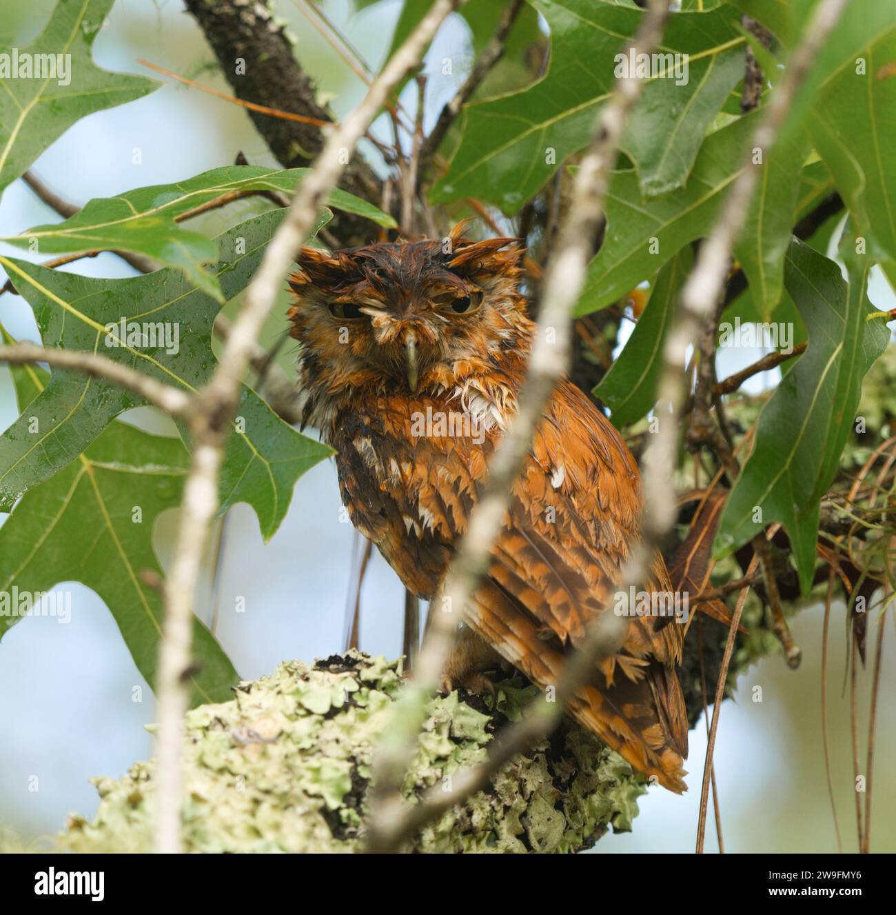 Wet Eastern Screech hibou - Megascops asio - après un orage lourd perché sur un chêne de dinde dans une Floride. Phase de couleur rouge rufous regardant la caméra Banque D'Images