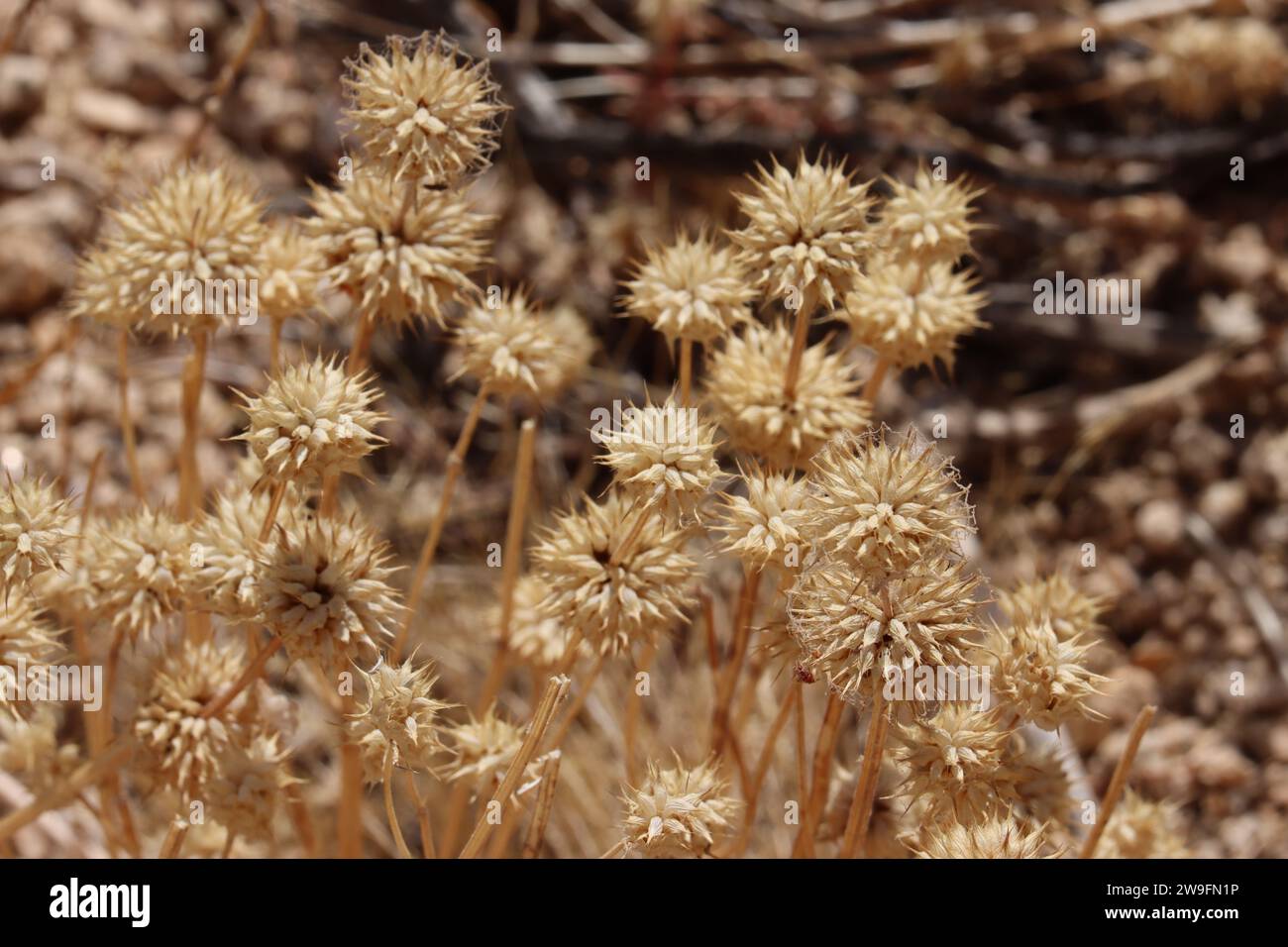 Sauge Chia, Salvia Columbariae, une herbe annuelle indigène, montrant des corps sénescents pendant l'automne dans les montagnes Little San Bernardino. Banque D'Images