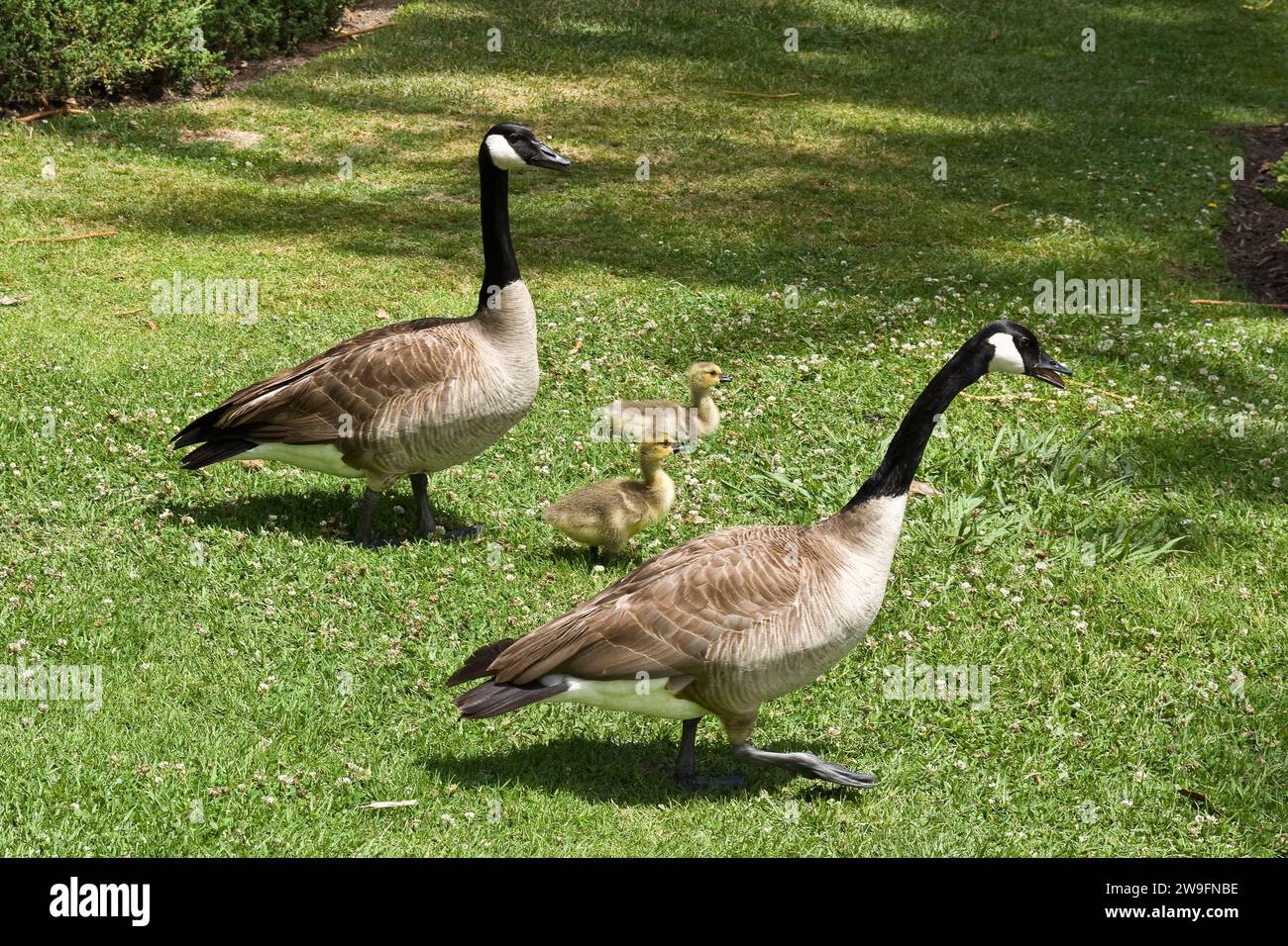 Élégantes fleurs blanches d'iris ont fleuri à l'extérieur dans le jardin Banque D'Images