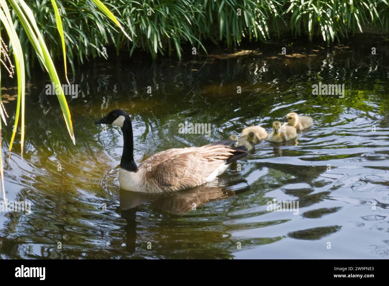 Une oie parentale menait trois belles bernaches à nager dans un étang Banque D'Images