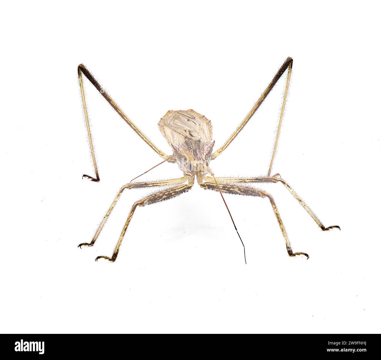 Stenopoda spinulosa est un insecte assassin volant de la famille des Reduviidae. Isolé sur fond blanc vue de dessus latérale Banque D'Images