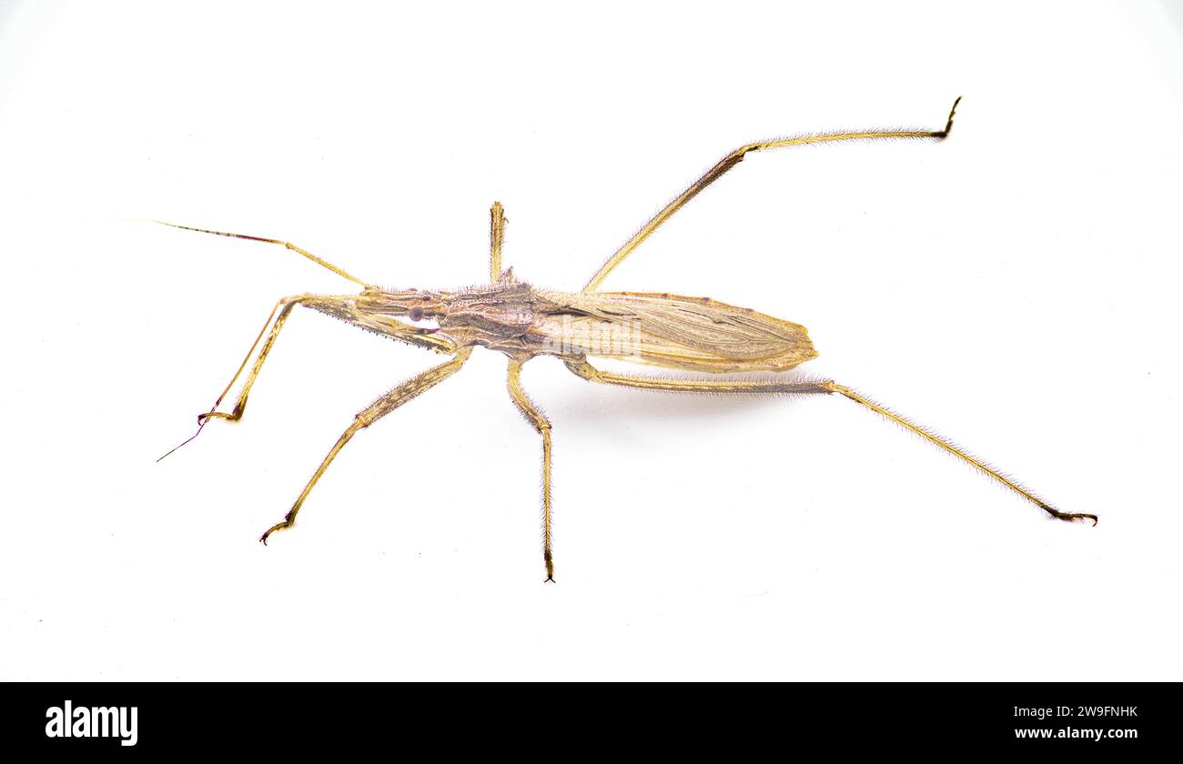 Stenopoda spinulosa est un insecte assassin volant de la famille des Reduviidae. Isolé sur fond blanc vue de dessus latérale Banque D'Images