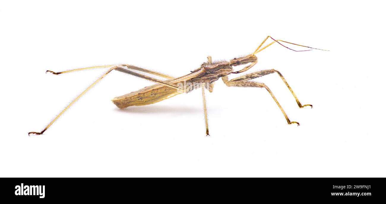 Stenopoda spinulosa est un insecte assassin volant de la famille des Reduviidae. Isolé sur fond blanc vue de profil latéral Banque D'Images