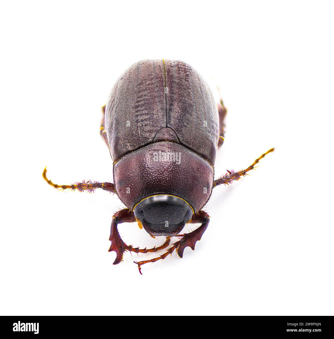 Insecte insecte brun du coléoptère - Diplotaxis punctatorugosa - un scarabée trouvé en Floride, isolé sur fond blanc vue de profil latéral Banque D'Images
