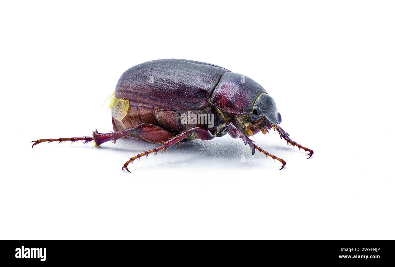 Insecte insecte brun du coléoptère - Diplotaxis punctatorugosa - un scarabée trouvé en Floride, isolé sur fond blanc vue de profil latéral Banque D'Images