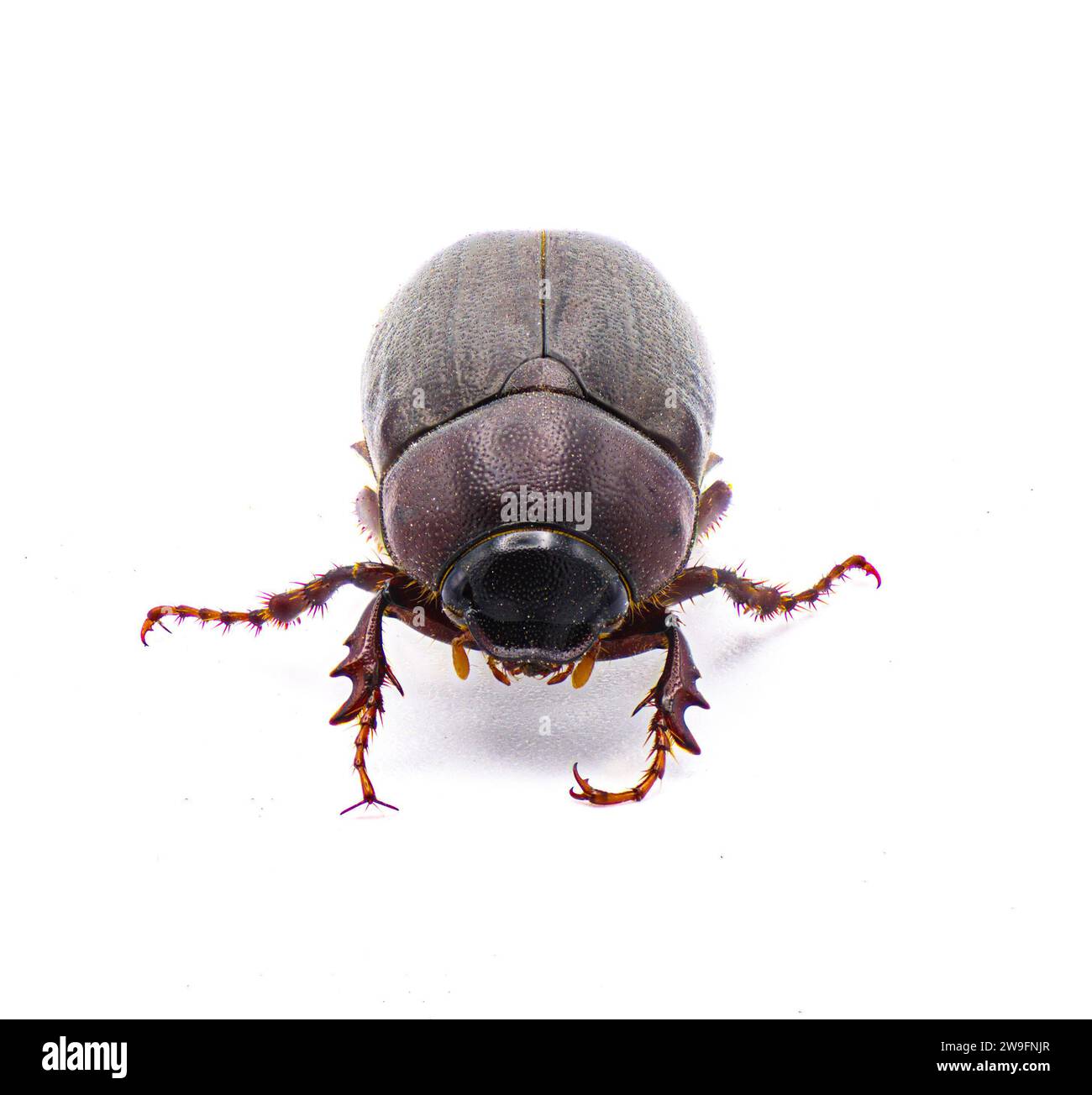 Insecte insecte brun du coléoptère - Diplotaxis punctatorugosa - un scarabée trouvé en Floride, isolé sur fond blanc vue de face Banque D'Images