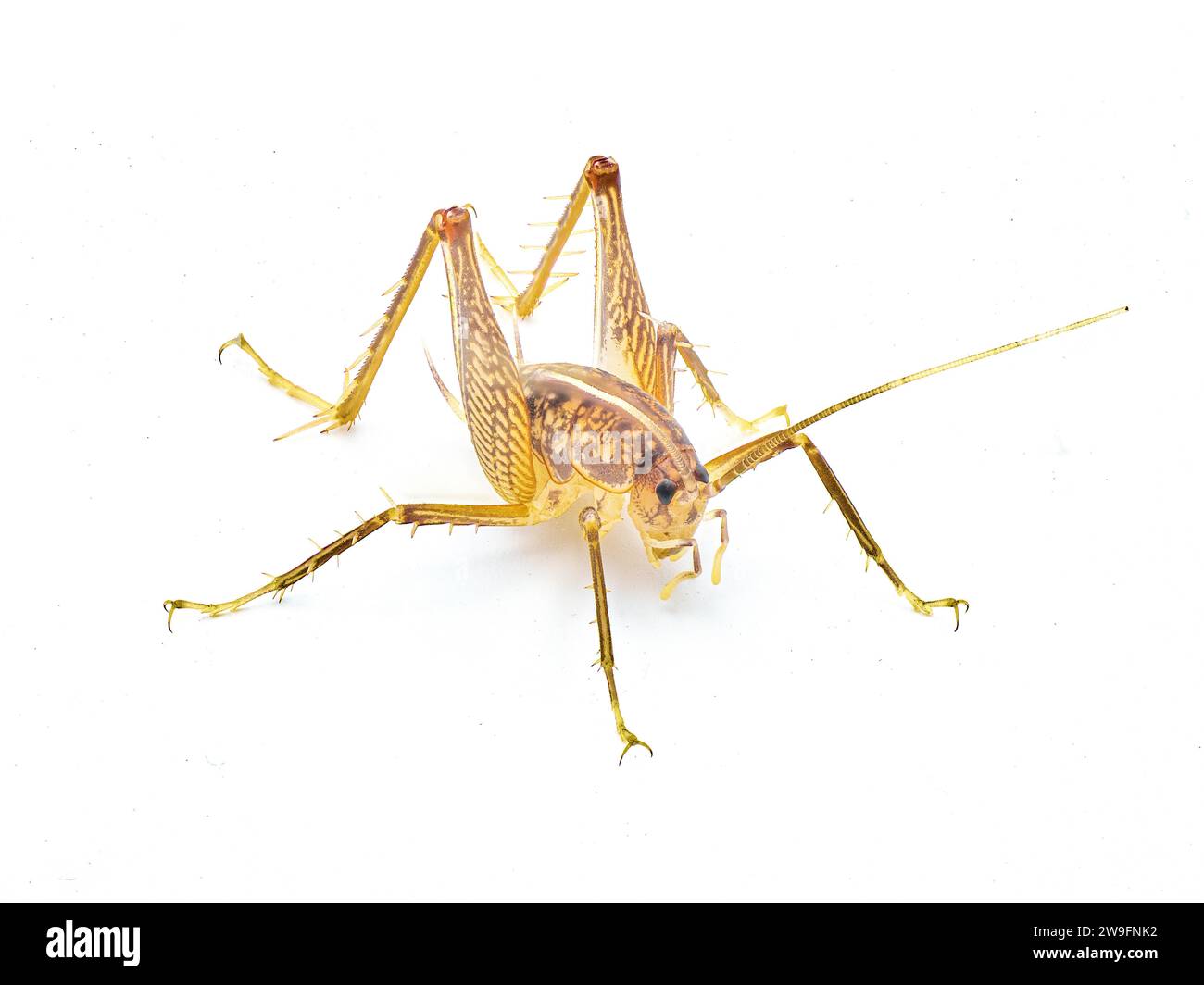 Tortue Gopher, cricket de caverne ou de chameau - Ceuthophilus latibuli ou C. walkeri. Cette espèce particulière dépend de l'espèce clé Gopherus polyphemus iso Banque D'Images